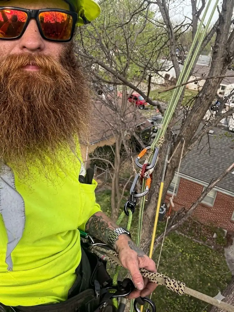 Close-up of arborist Dylan Patterson in his climbing saddle, showing professional rigging gear and carabiners during a tree removal.