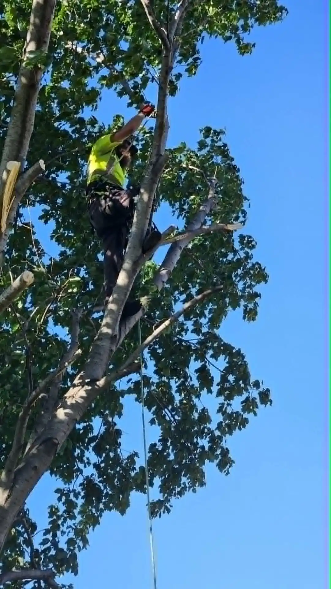 Professional arborist Dylan Patterson of Patterson Arbor Co, showing climbing spikes and harness gear while performing a hazardous tree removal.