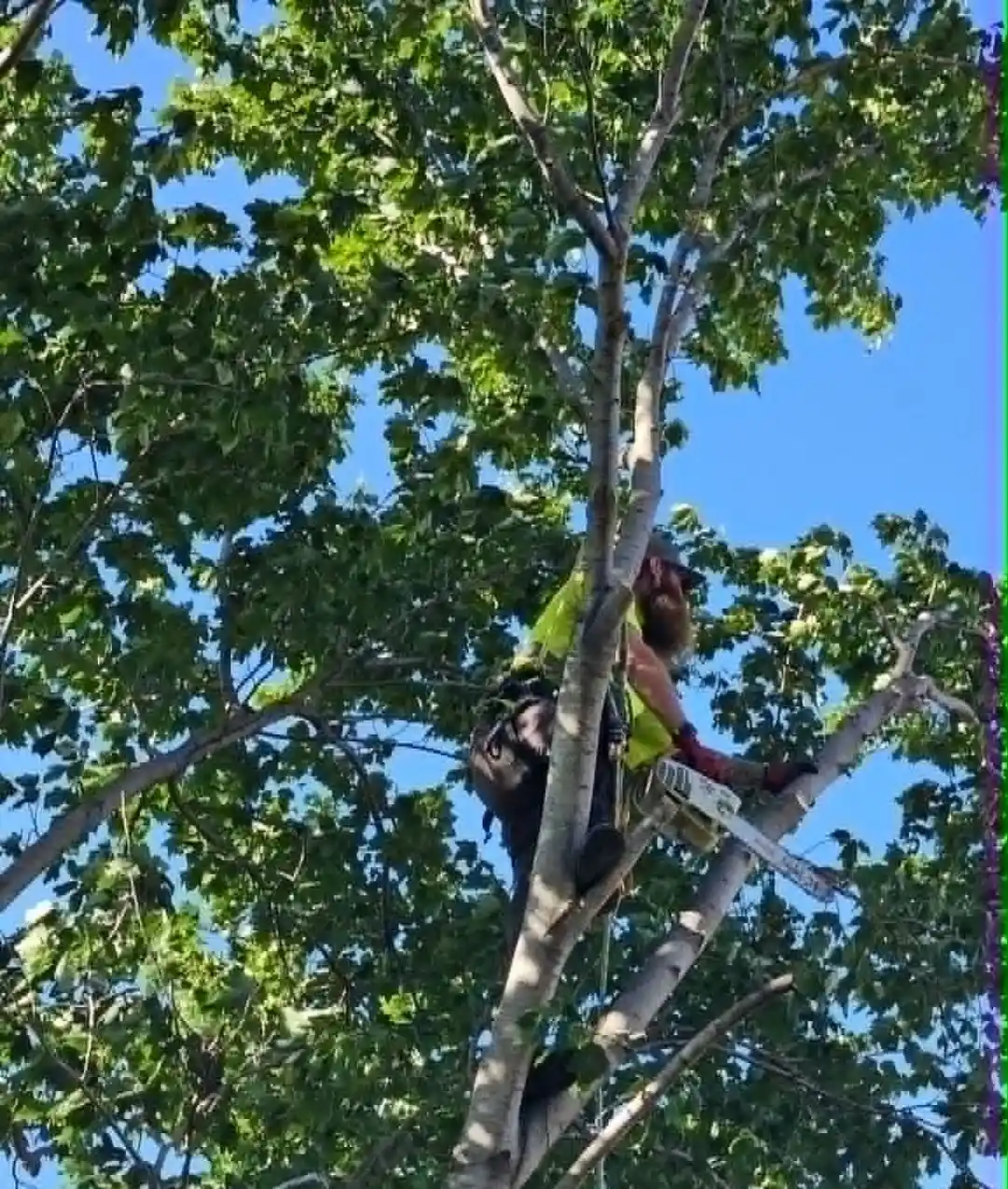 Local business owner Dylan Patterson of Patterson Arbor Co working in a tree canopy above a Wichita neighborhood.